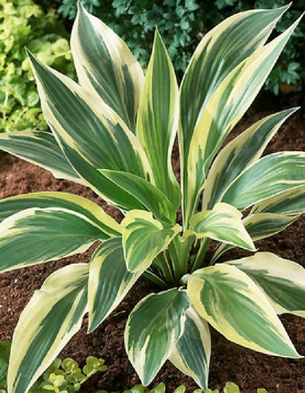 Хоста Лейксайд Дрэгонфлай 